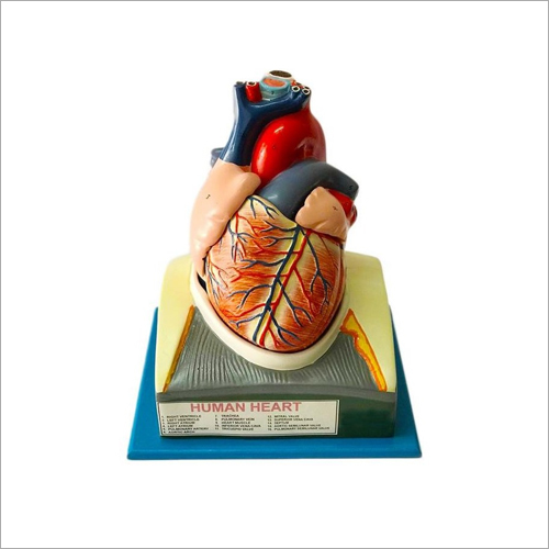 Biology Human Heart Model