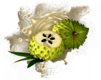 Noni Dry Extract