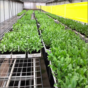 Red Natural Tissue Culture Gerbera Plant