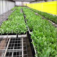 Natural Tissue Culture Gerbera Plant - 6 Inch Height, Stem Length 70cm, Colors: Red, White, Yellow, Pink, Orange | Ideal For Aesthetic Use And Traditional Applications