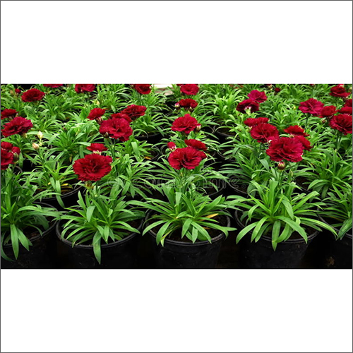Red Natural Carnation Plant