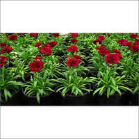 Natural Carnation Plant - Pot Size 60-80cm, Colors Red, White, Yellow, Blue, Green | Exotic Fringe-petal Flowers With Spicy Fragrance
