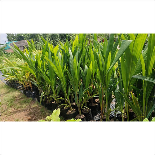 Malaysian Green Dwarf Coconut Plant Size: 2-4 Feet