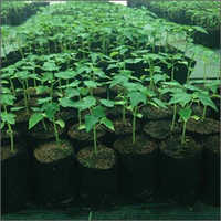 Red Lady Papaya Plant