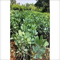 Pure Cashew Plant
