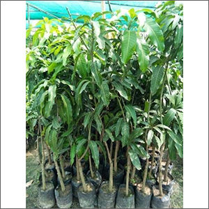 Deep Orange Red Amrapali Mango Plant