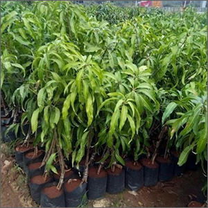Dasheri Mango Plant
