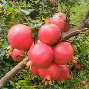 Bhagva Pomegranate Supplier