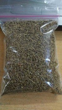 cumin seed