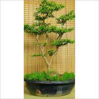 Natural Bonsai Tree Plant