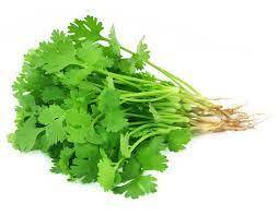 CORIANDER OIL