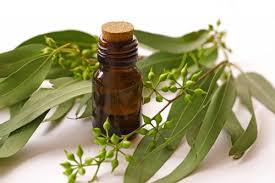 EUCALYPTUS OIL