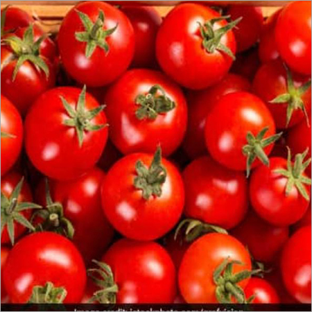 Round Fresh Tomato