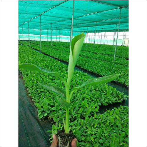 Green House Shade Net