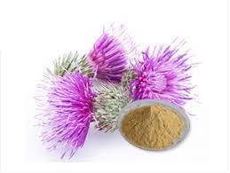 Milk thistle Extract (Silybum marianum...)