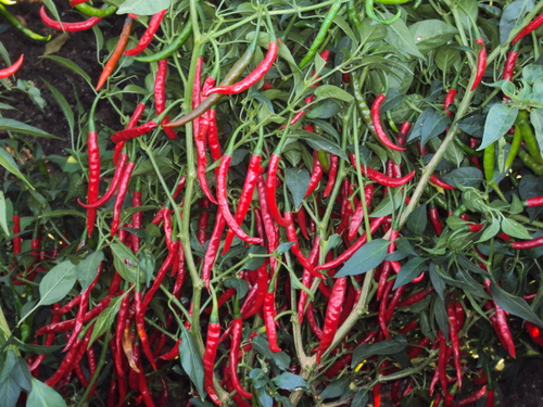 Ramya Teja F1 Hybride Chilli Seeds - Cultivation Type: Open Field