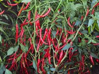 Ramya Teja F1 Hybride Chilli Seeds