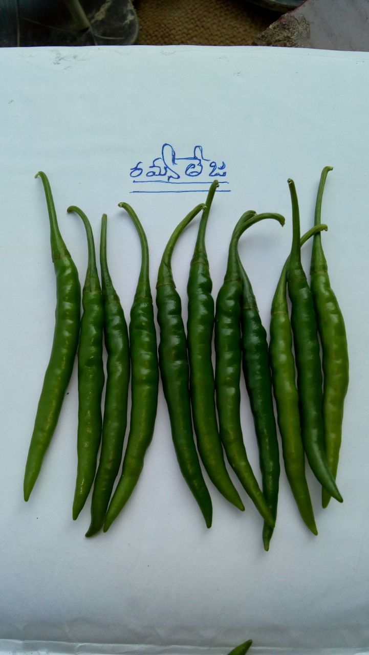 Ramya Teja F1 Chilli Seeds