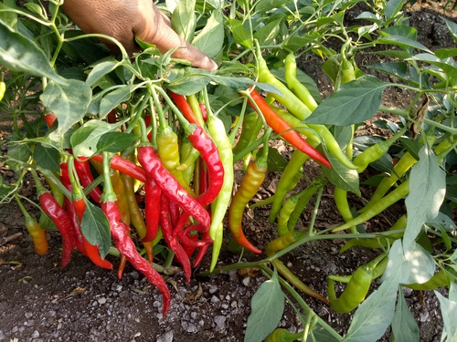 Hybride  Chilli Seeds - Cultivation Type: Open Field