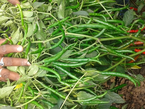 Ashwinni F1 Chilli Seeds - Cultivation Type: Open Field