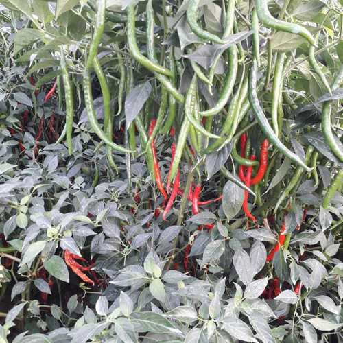 Chilli Seeds - Cultivation Type: Open Field