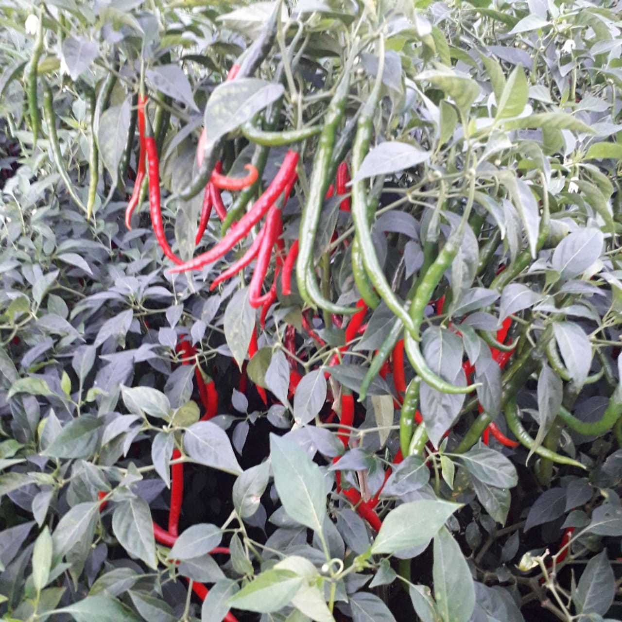 Hanuman F1 Chilli seeds