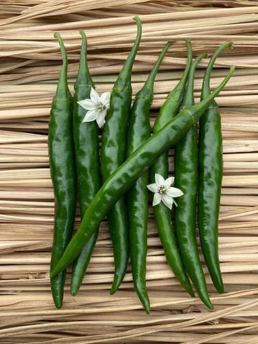 Hybride Chilli Seeds - Cultivation Type: Open Field