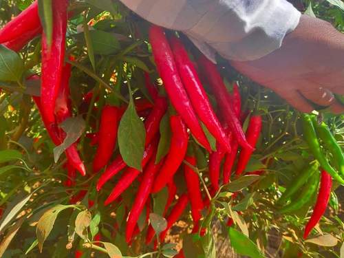 Gangaram F1 chilli seeds