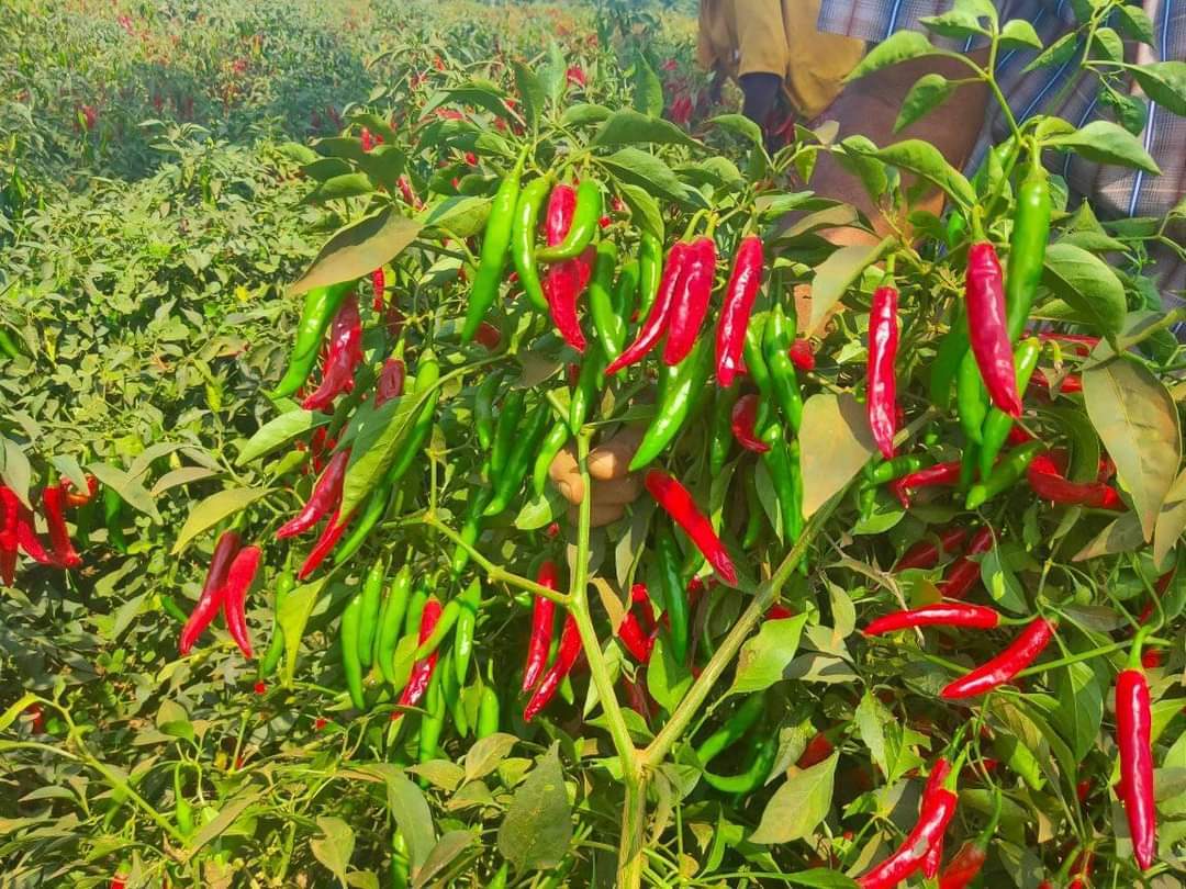 Gangaram F1 chilli seeds