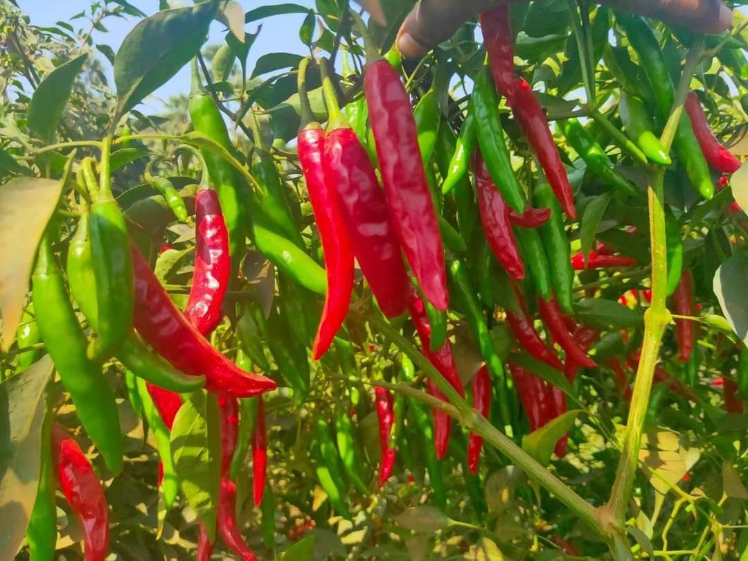 Gangaram F1 chilli seeds