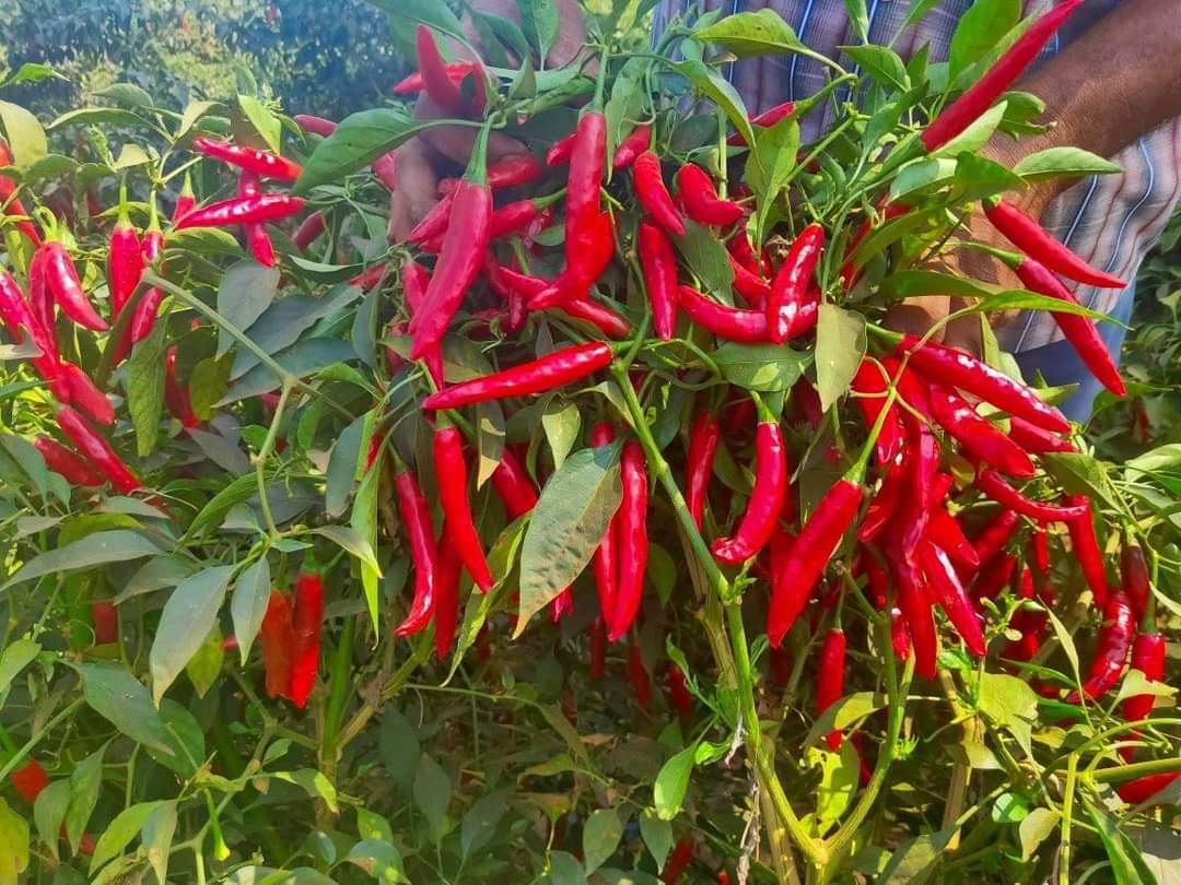 Gangaram F1 chilli seeds