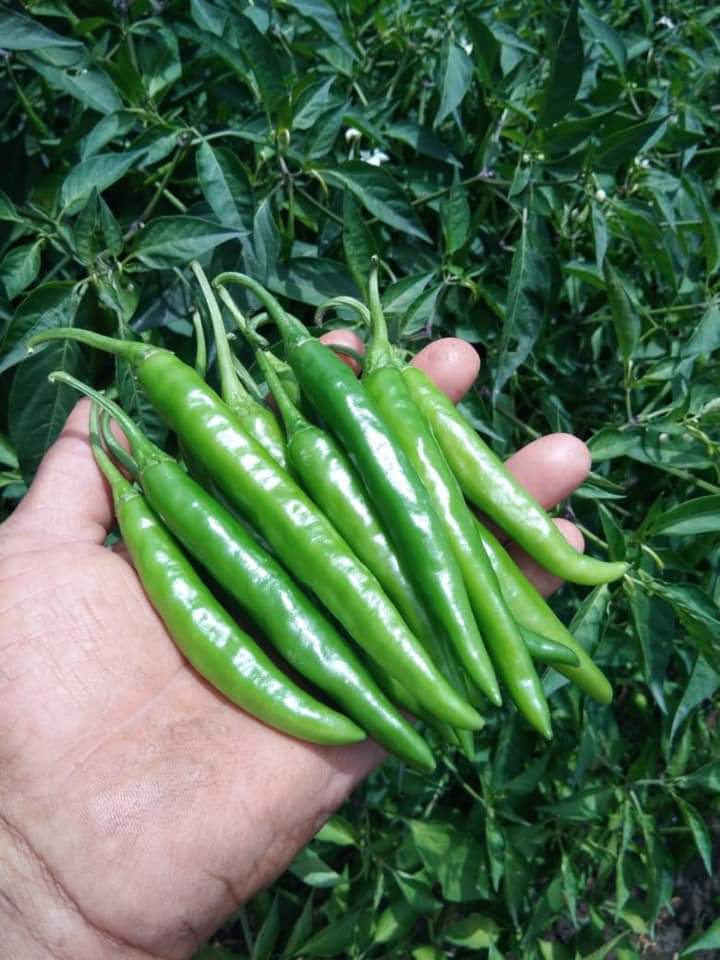 Gangaram F1 chilli seeds