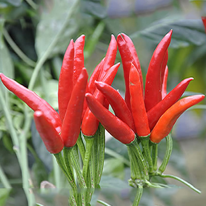 Goskar F1 Hybride Chilli Seeds - Cultivation Type: Open Field