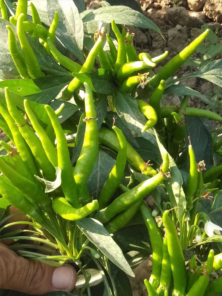 Goskar F1 Hybrid Chilli Seeds