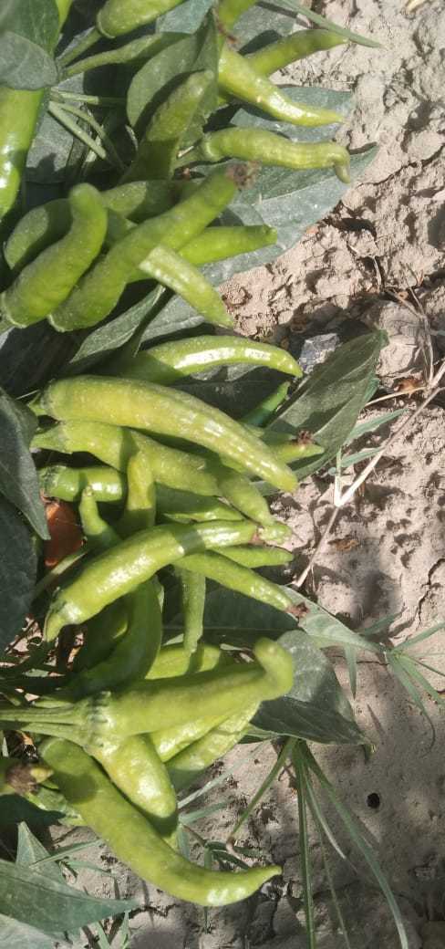 Goskar F1 Hybrid Chilli Seeds