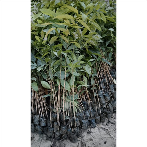 Green Natural African Mahogany Plant