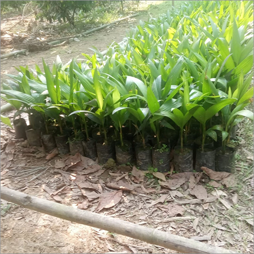 Natural Areca Palm (Supari) Plant