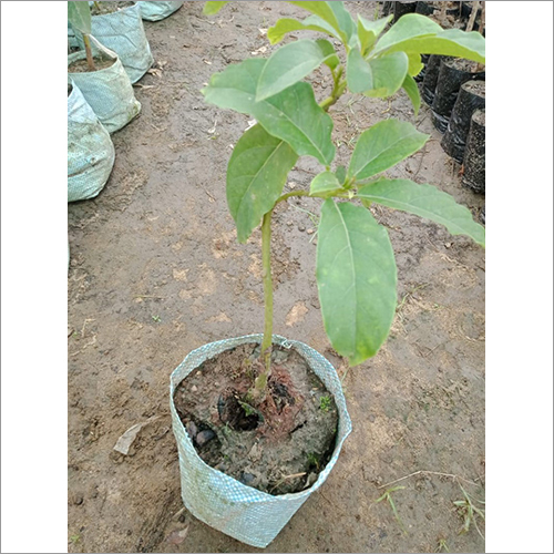Green Natural Avocado Grafted Plant