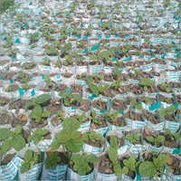 Natural Burma Teak Plant