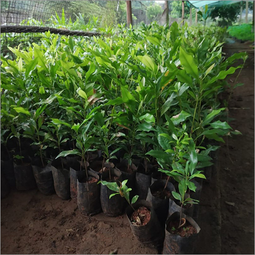 Natural Clove (Labanga) Plant