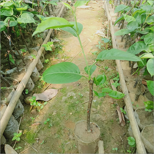 Natural Green Pears (Nespati) Plant