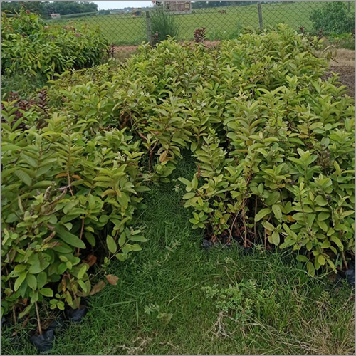 Green Natural Guava Plant