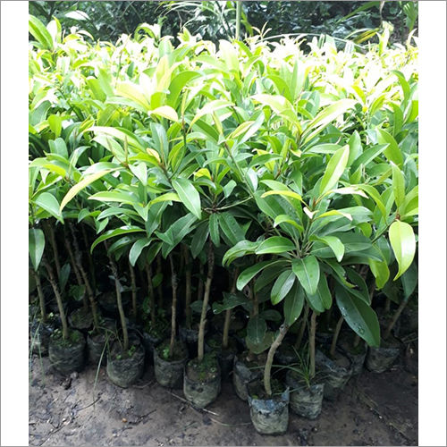 Green Natural Sopeda Plant