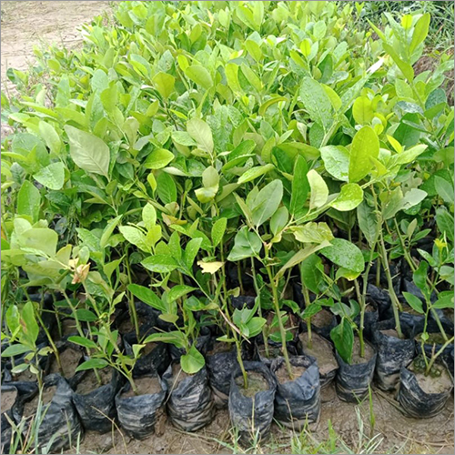 Natural Thai Lemon Plant