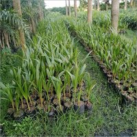 Natural Coconut Plant