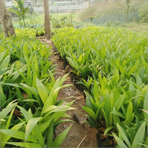 Natural Areca Palm (Supari) Plant