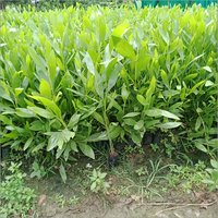 Natural Australian Teak Plant