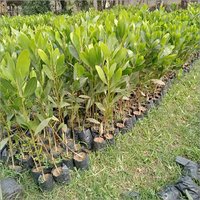Natural Australian Teak Plant