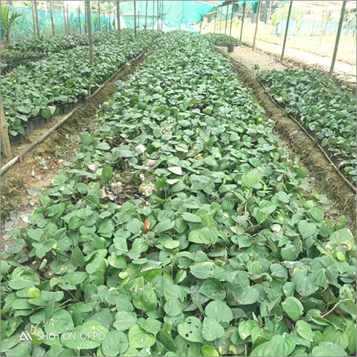 Natural Black Pepper Plant