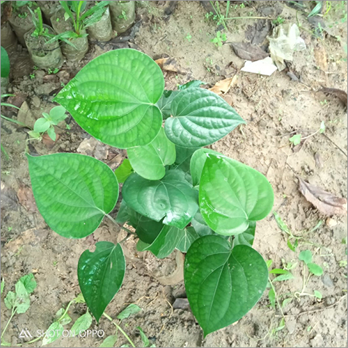 Natural Black Pepper Plant